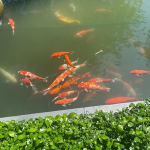 Meet your Posher, Ty